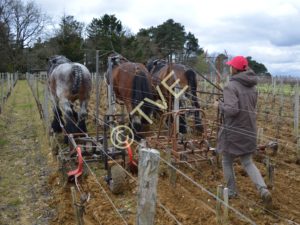 les trois chevaux de lionel maerten, de front dans les vignes du chateau Smith Haut Lafitte