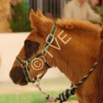 Ambre des mottes, poulain Trait Breton, Foire de Bordeaux