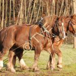 Ambre des Mottes et Unan de Kernezoc. Trait et Postier Breton