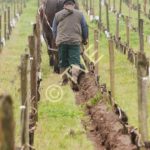 Labour par Eric Seuve et Java dans les vignes de chateau d'Eck