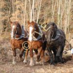 Trois chevaux de front pour emmener une lourde grume