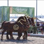 Trois traits bretons au hersage de la carrière du salon de l'agriculture aquitaine