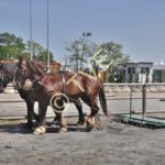 Equitaine, hersage de la carrière par deux traits bretons à Eric Seuve