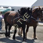 Java et Unan au hersage de la carrière du salon de l'agriculture de Bordeaux