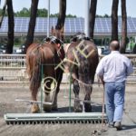 Java et Unan au hersage de la carrière du salon de l'agriculture de Bordeaux