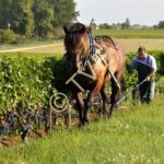 Decavaillonage au chateau Pibran