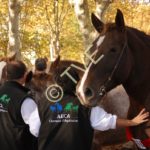 Eric Seuve et son épouse au concours de Morlaas