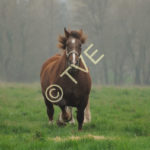 Premier trot 8 jours après le poulinage pour Seva de Karaez et sa fille Diwan des Mottes