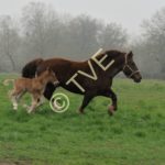 Seva de Karaez et sa fille Diwan des Mottes