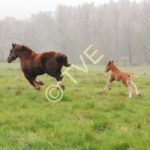 Jument bretonne et son poulain au galop