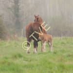 Première sortie au pré pour Diwan des Mottes