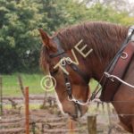 Unan de Kernezoc, sous la pluie au chateau d'Eck