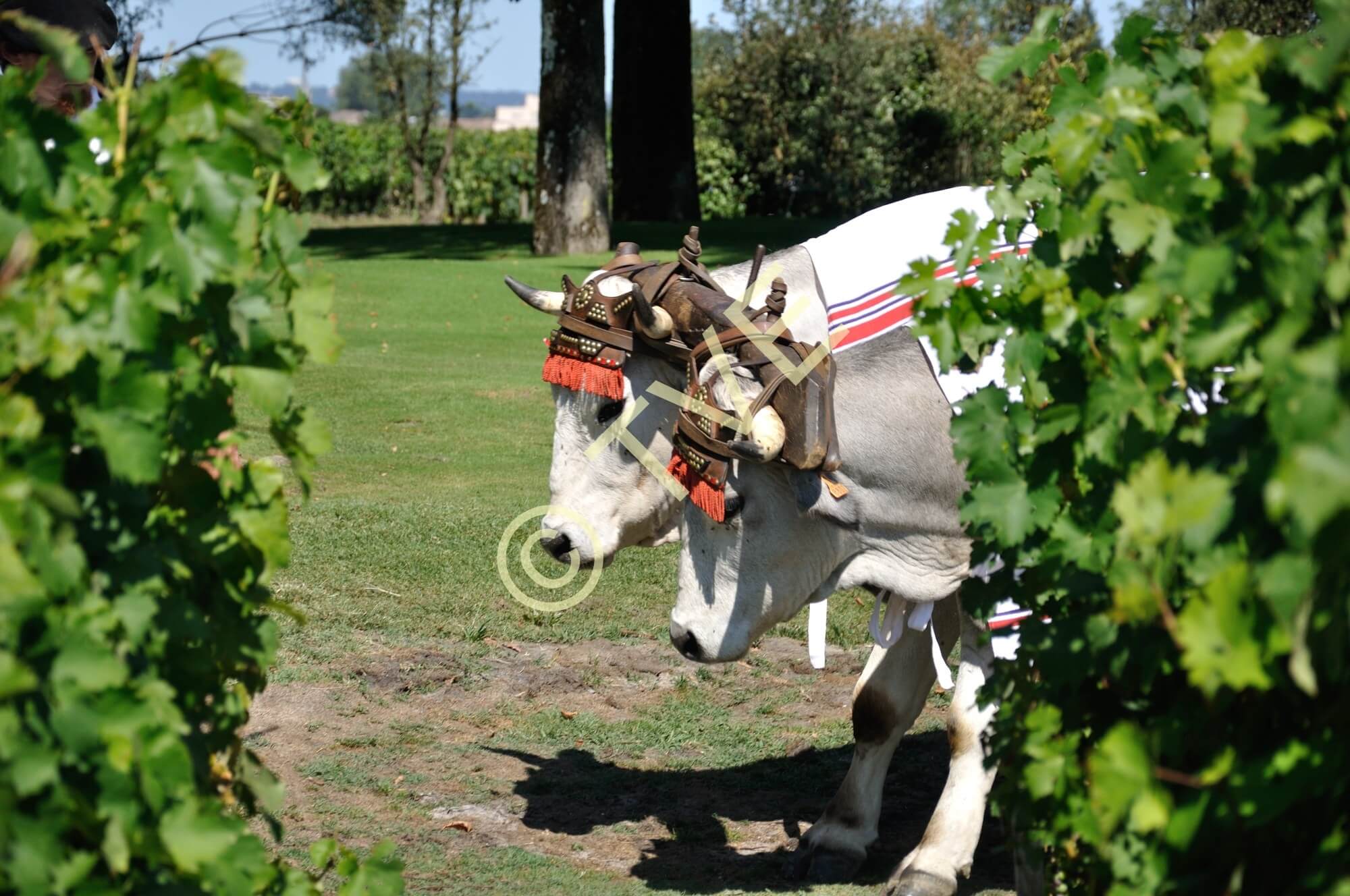 Traction animale – Chevaux, ânes, mules et bœufs. Qui choisir pour